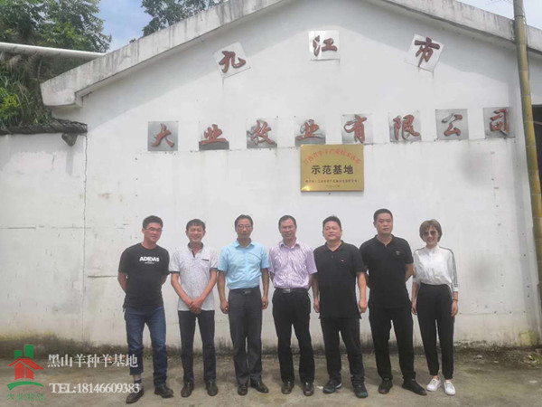 大業(yè)黑山羊種羊基地